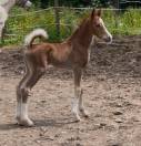 Pouliche Welsh Cob