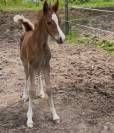 Pouliche Welsh Cob
