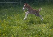 Pouliche Welsh Cob