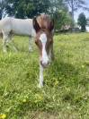 Pouliche Welsh Cob