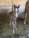 Pouliche Welsh Cob