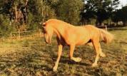 Pouliche Welsh Cob