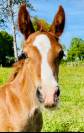 Pouliche Welsh Cob