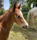 Pouliche Welsh Cob