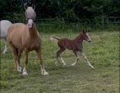 Pouliche Welsh Cob