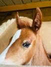 Pouliche Welsh Cob