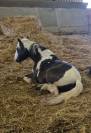 Top Poney de club