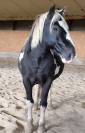 Top Poney de club