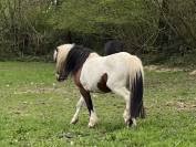 Poney entier