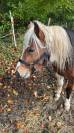 Poney entier