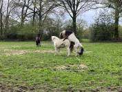 Poney entier
