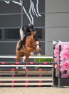 Top jument SF de 5 ans (Mylord x Diamant)
