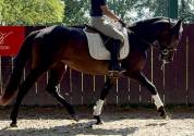 Juments pure race Espagnole 4 ans 