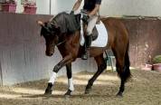 Juments pure race Espagnole 4 ans 