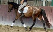 Juments pure race Espagnole 4 ans 