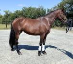 Juments pure race Espagnole 4 ans 