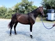 Juments pure race Espagnole 4 ans 