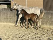 Jument Cso suitée 