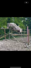 Ponette 