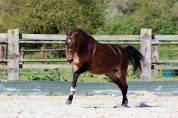 ♀️ 4ans D. Usandro*Millefeux 