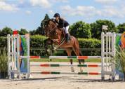 Top jeune cheval CSO
