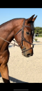 Top jeune cheval CSO