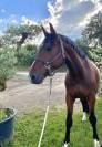 Top jeune cheval CSO