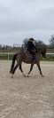 Top jeune cheval CSO