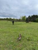 Pension chevaux 