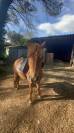 Ponette de sport