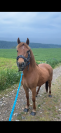 Ponette de sport