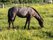 Tres jolie pouliche quarter horse grullo