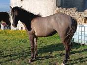 Tres jolie pouliche quarter horse grullo