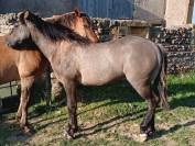 Tres jolie pouliche quarter horse grullo