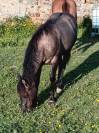 Tres jolie pouliche quarter horse grullo