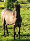 Tres jolie pouliche quarter horse grullo