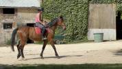 HONGRE 4 ans extra facile et gentil 