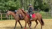 Jument TF 6 ans extra losirs balade et cso