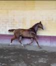 Cheval dressé 