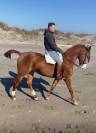 Cheval dressé 