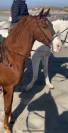 Cheval dressé 