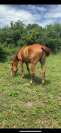 Cheval dressé 