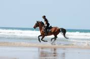 Super petit cheval polyvalent