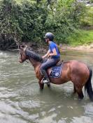 Super petit cheval polyvalent