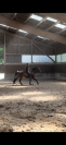 Super petit cheval polyvalent