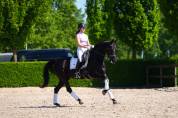 Jument KWPN Cheval de Sport Néerlandais A vendre 2013 Noir par SPECIAL D
