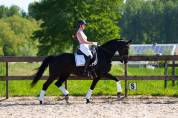 Jument KWPN Cheval de Sport Néerlandais A vendre 2013 Noir par SPECIAL D