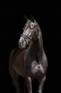 Jument KWPN Cheval de Sport Néerlandais A vendre 2013 Noir par SPECIAL D