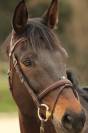 Alma Alia - jument - 15 ans 