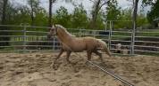 Merrie Franse rijpony PFS Te koop 2023 Palomino